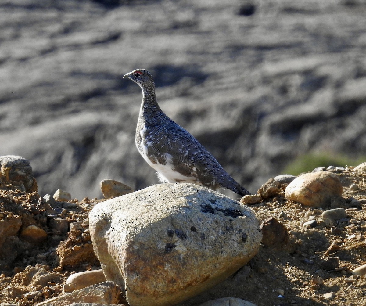 Rock Ptarmigan - ML641874300