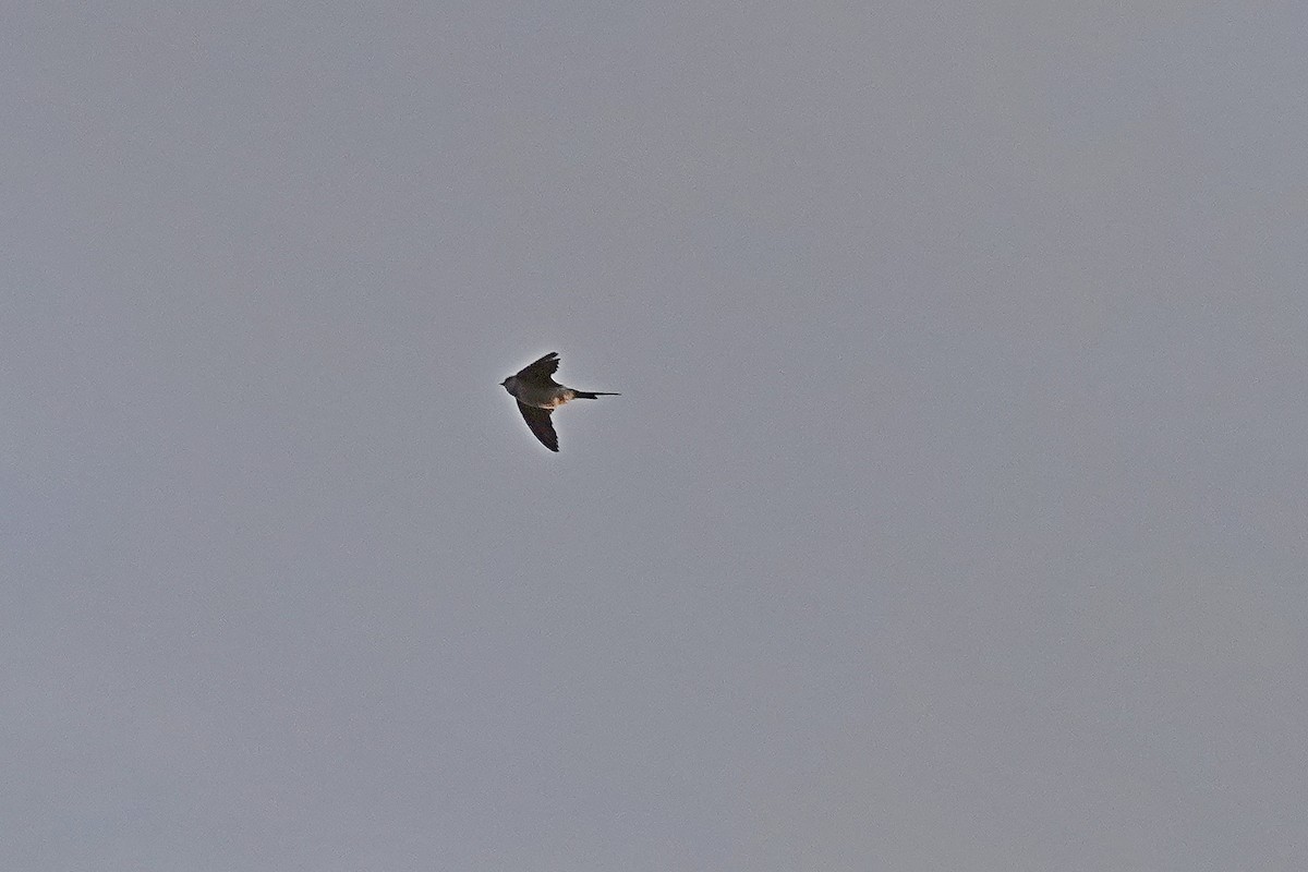 European Red-rumped Swallow - ML641874333