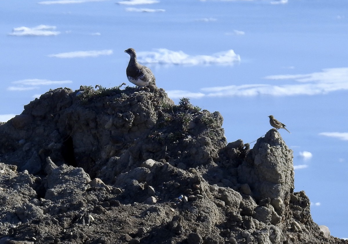 Rock Ptarmigan - ML641874335