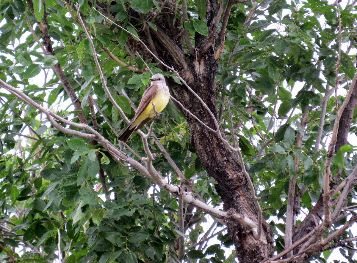 Western Kingbird - ML641874344