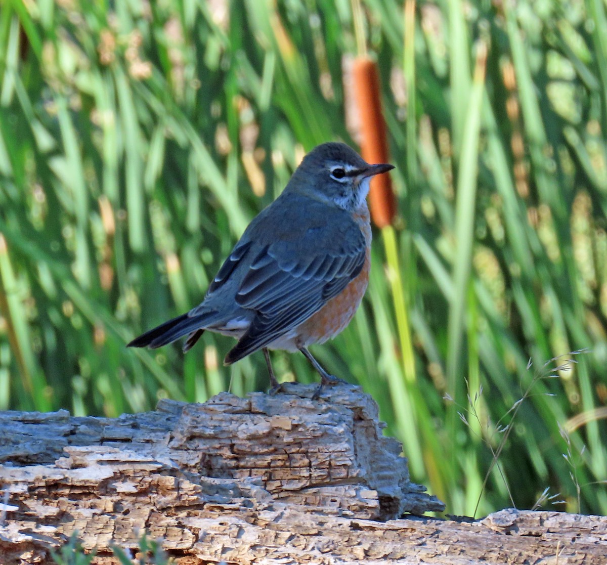 American Robin - ML641874345