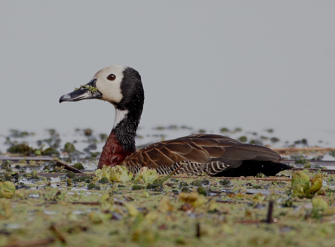 Dendrocygne veuf - ML641874353
