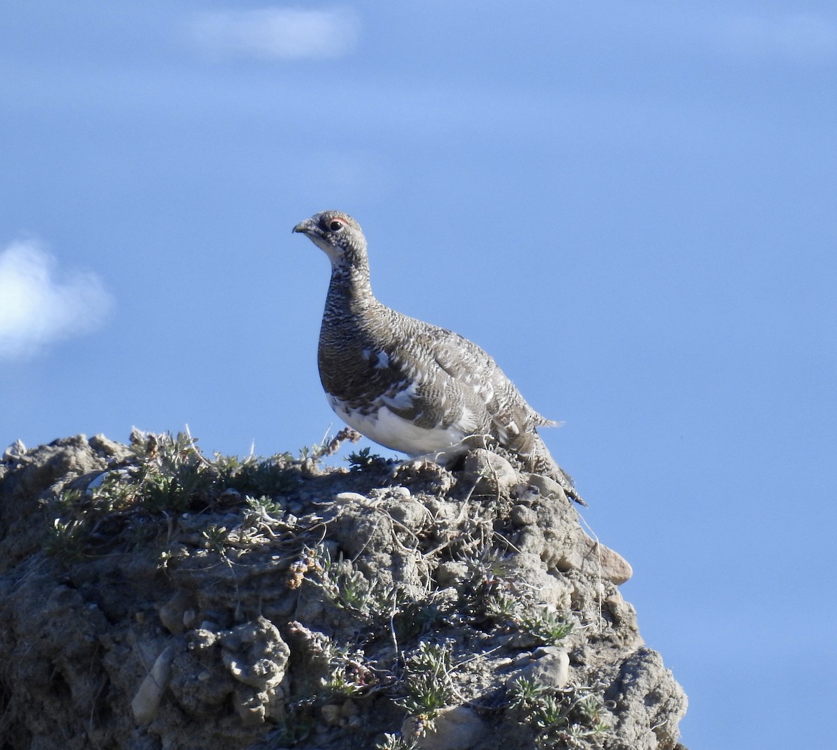 Rock Ptarmigan - ML641874354