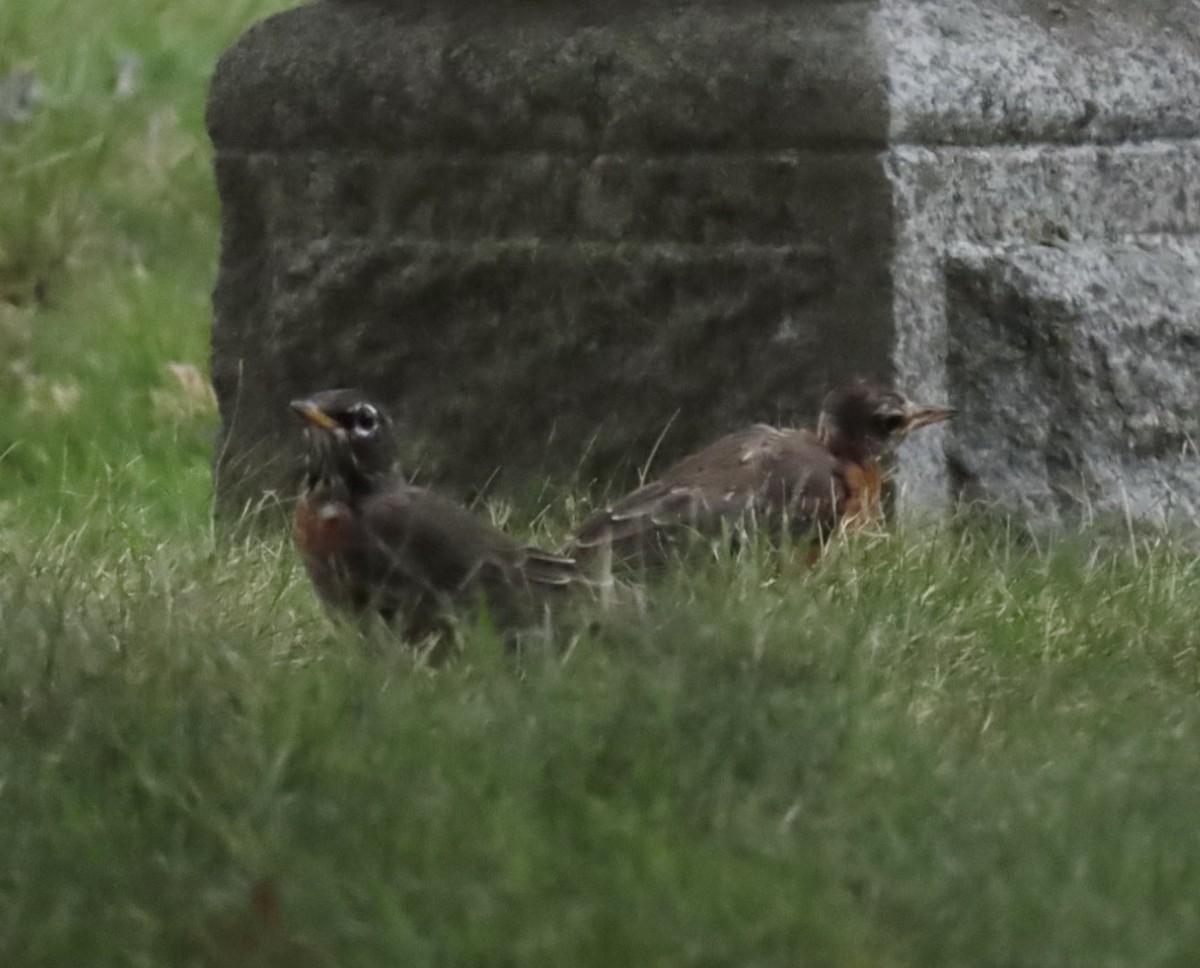 American Robin - ML641874356