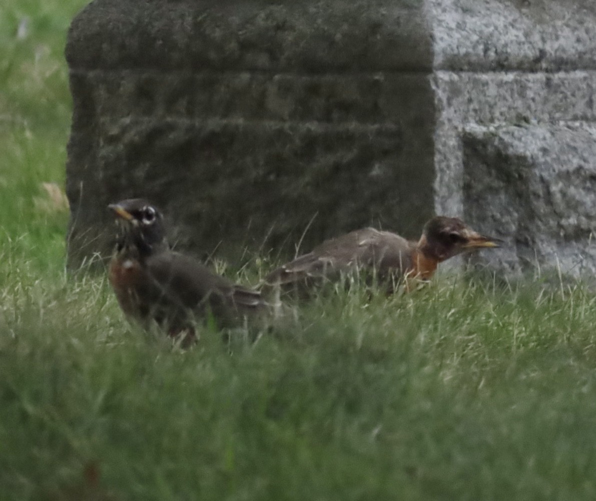 American Robin - ML641874357