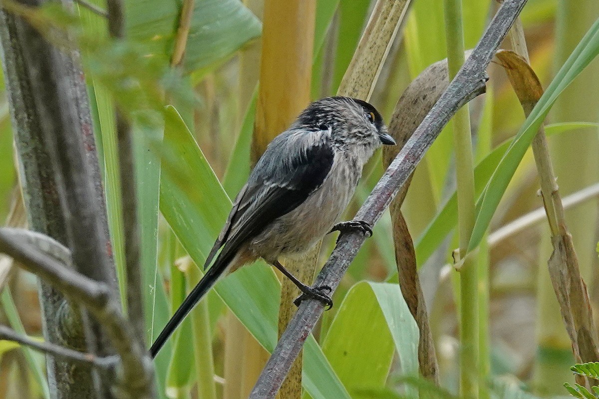 Long-tailed Tit - ML641874366