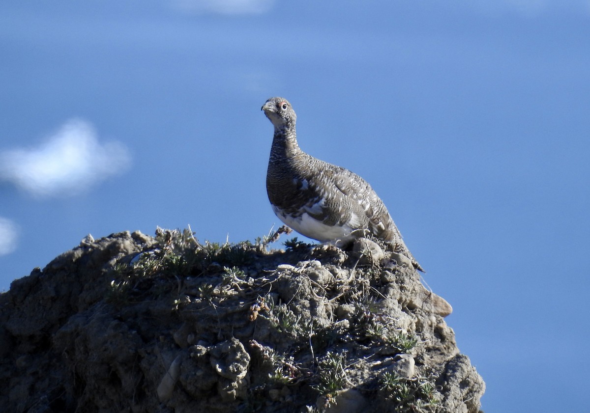 Rock Ptarmigan - ML641874367