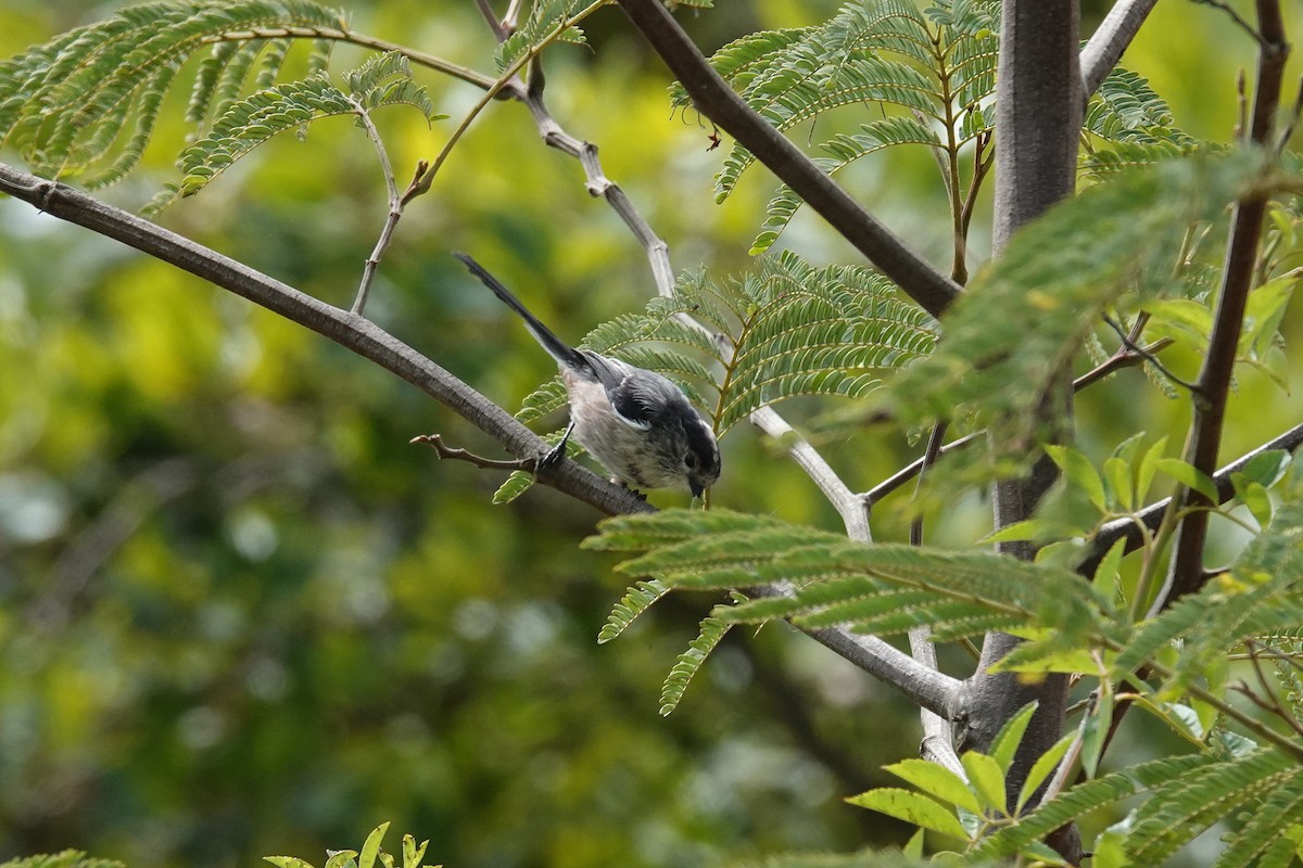 Long-tailed Tit - ML641874380