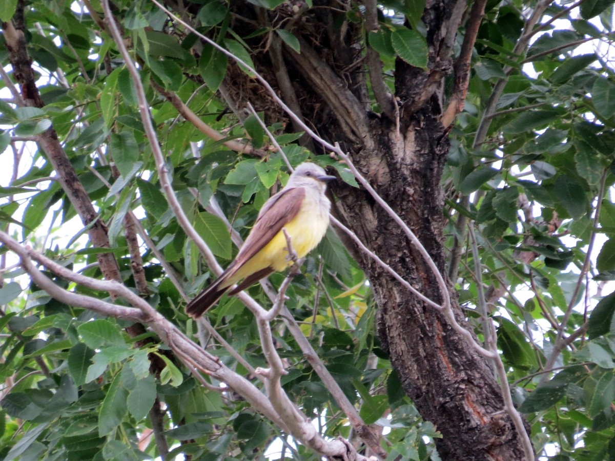 Western Kingbird - ML641874413