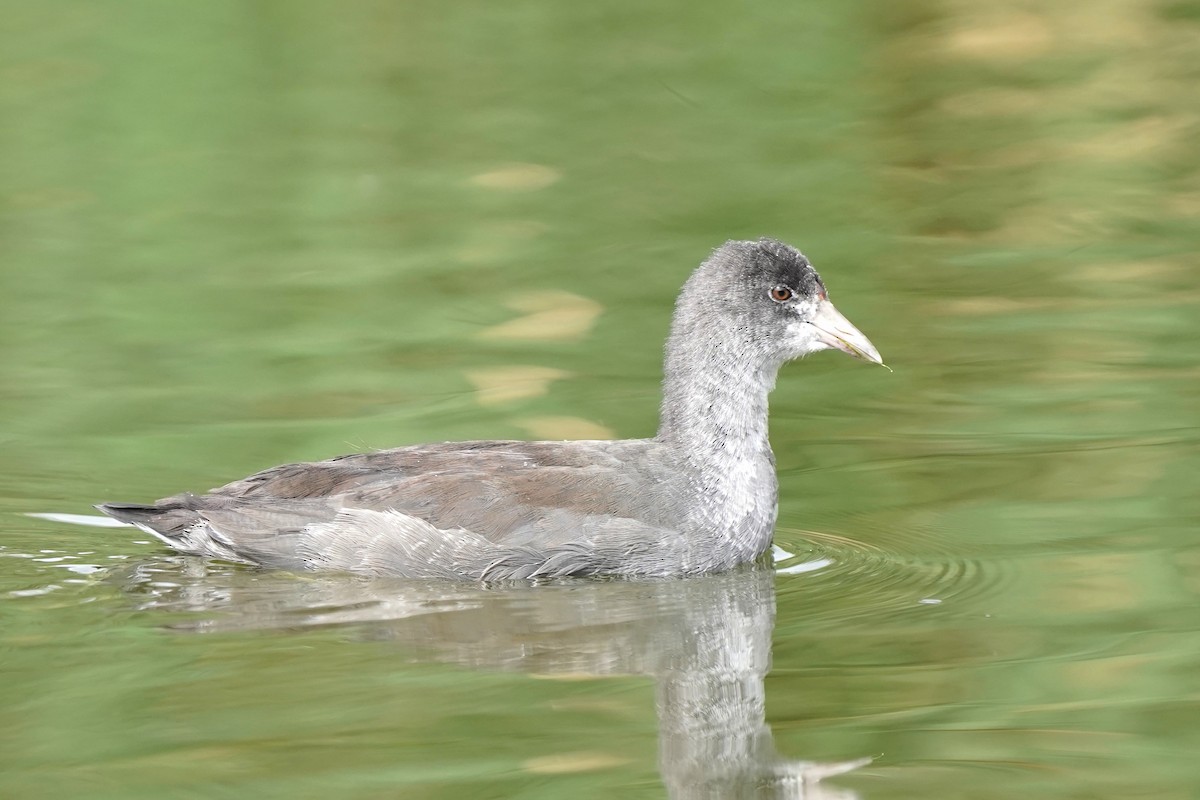 American Coot - ML641874425