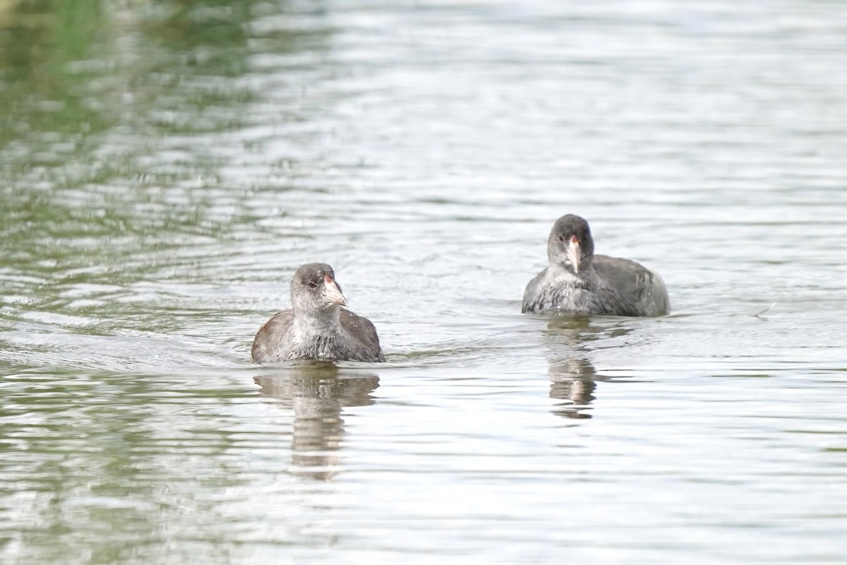 American Coot - ML641874433