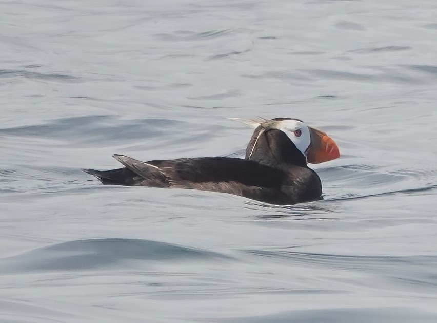 Tufted Puffin - ML641874456
