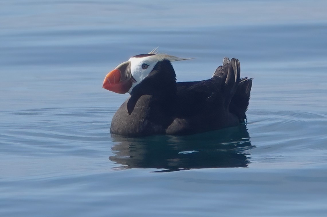 Tufted Puffin - ML641874458