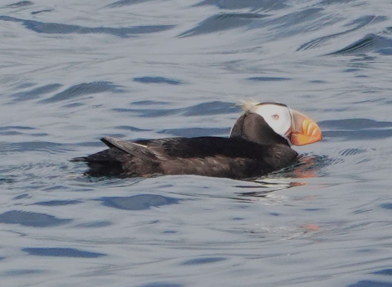 Tufted Puffin - ML641874459