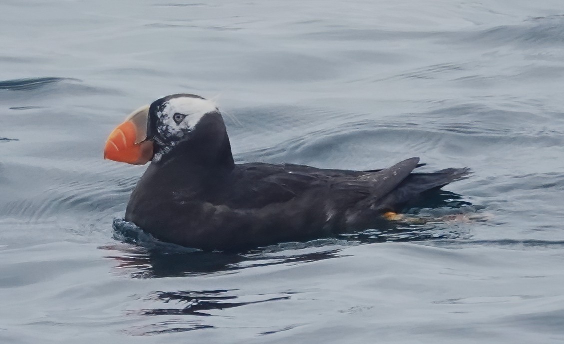 Tufted Puffin - ML641874461