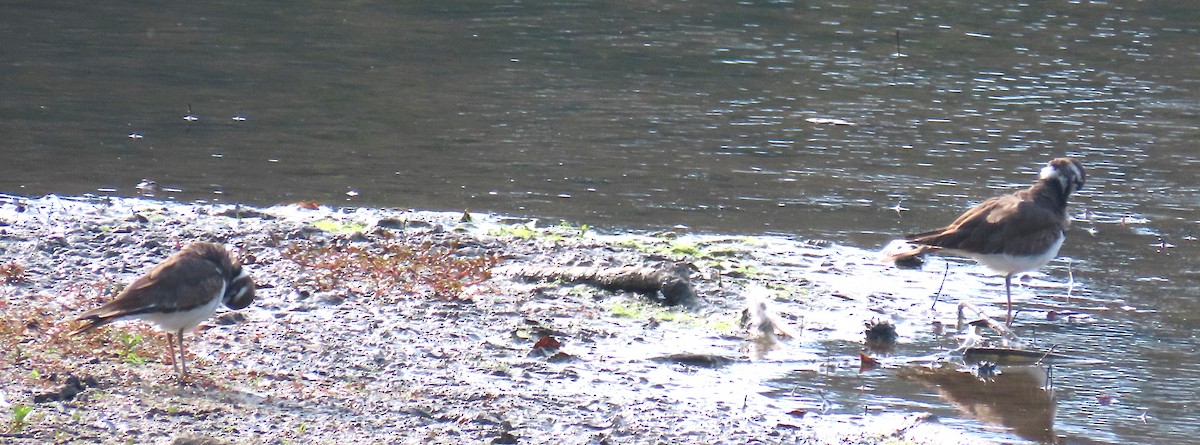 Killdeer - ML641874549