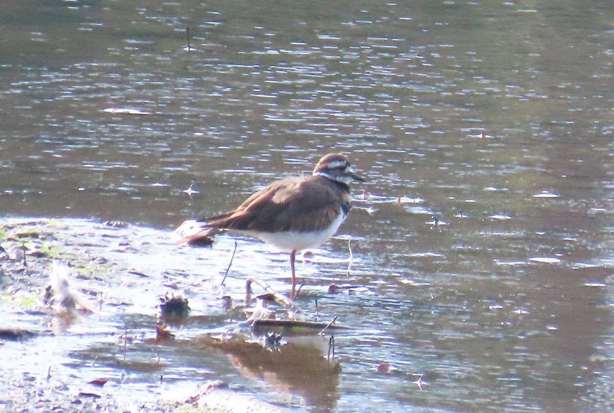 Killdeer - ML641874550