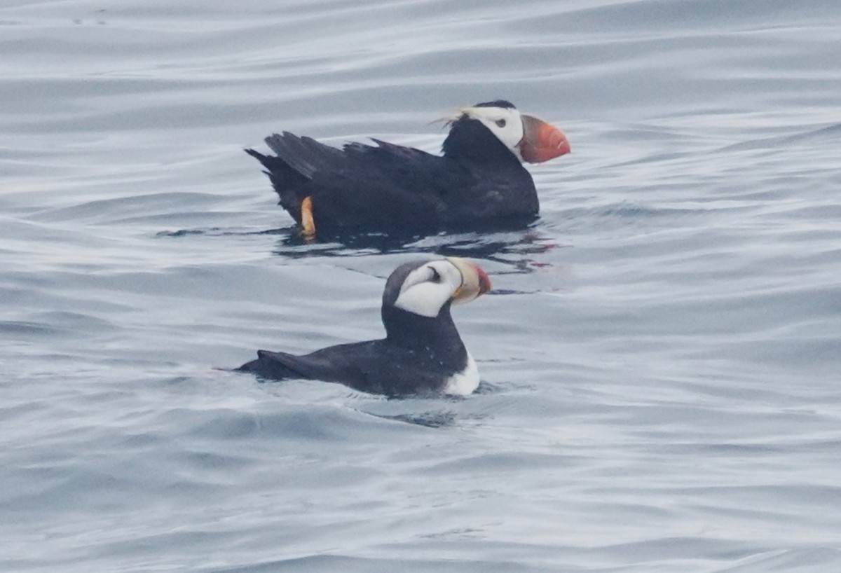 Horned Puffin - ML641874551