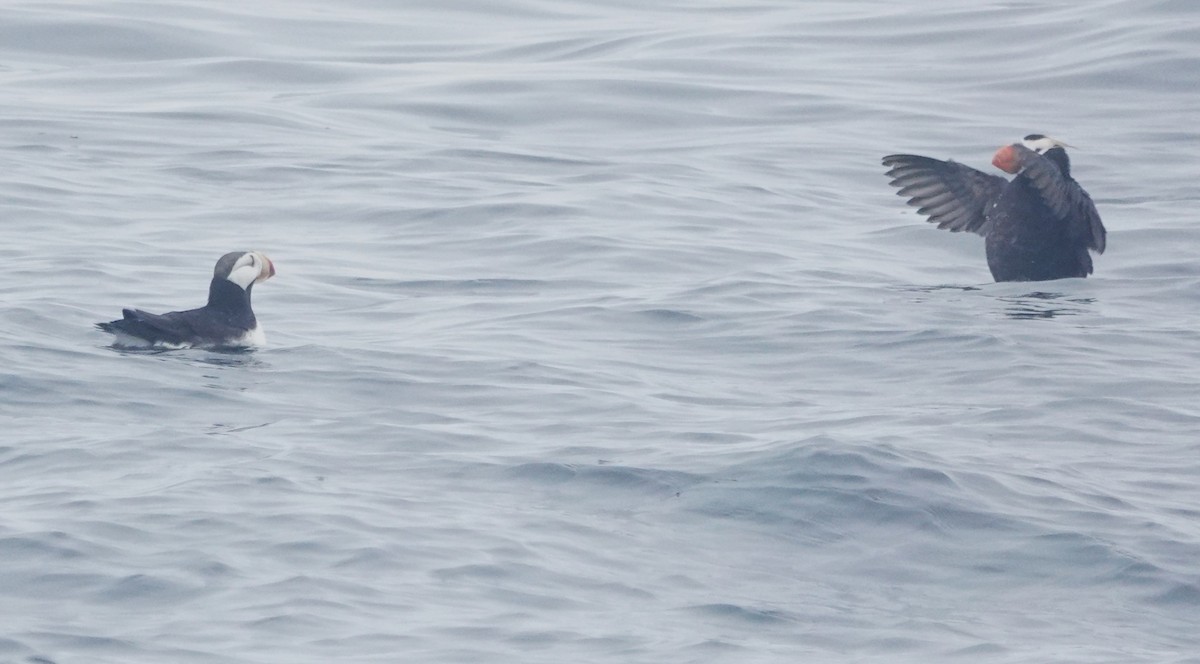 Horned Puffin - ML641874552