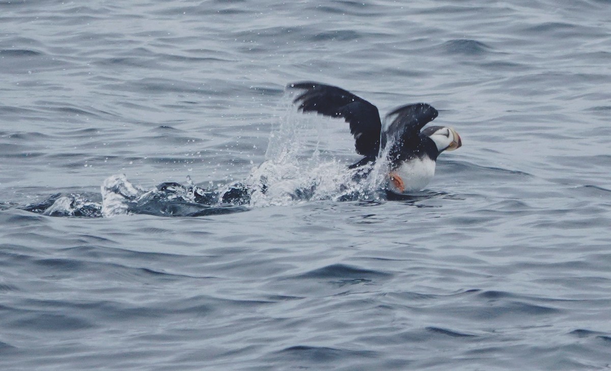 Horned Puffin - ML641874553