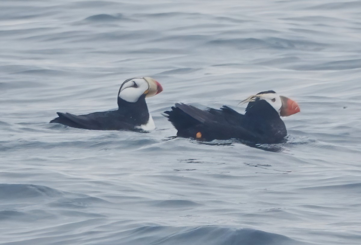 Horned Puffin - ML641874555