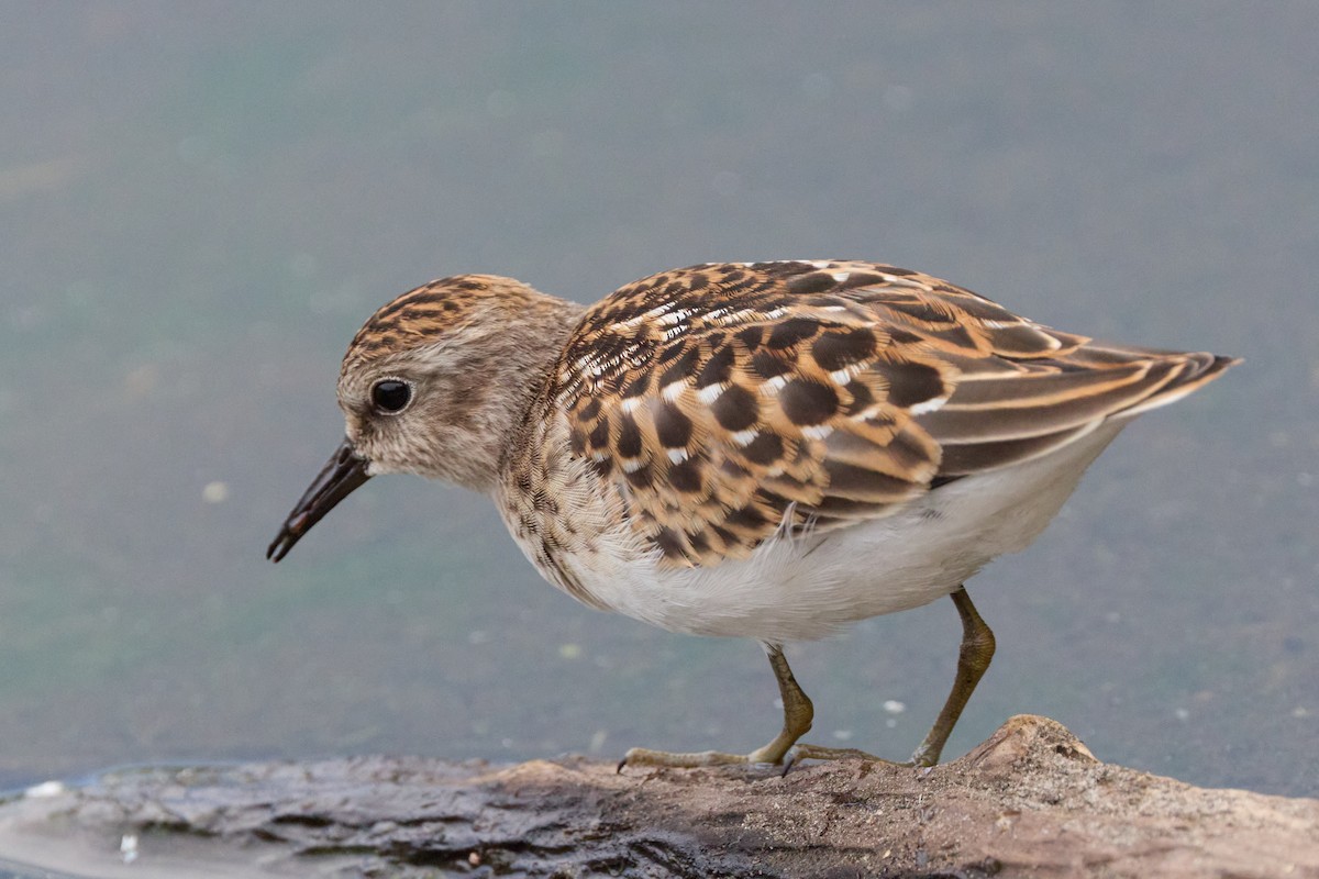 Least Sandpiper - ML641874575