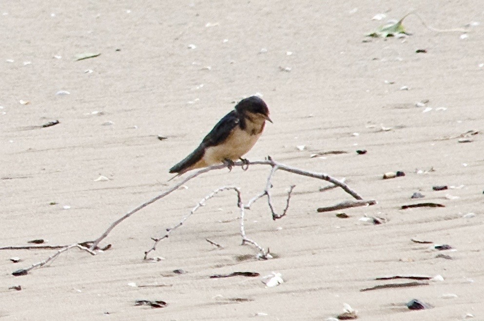 Асрын хараацай - ML641874594