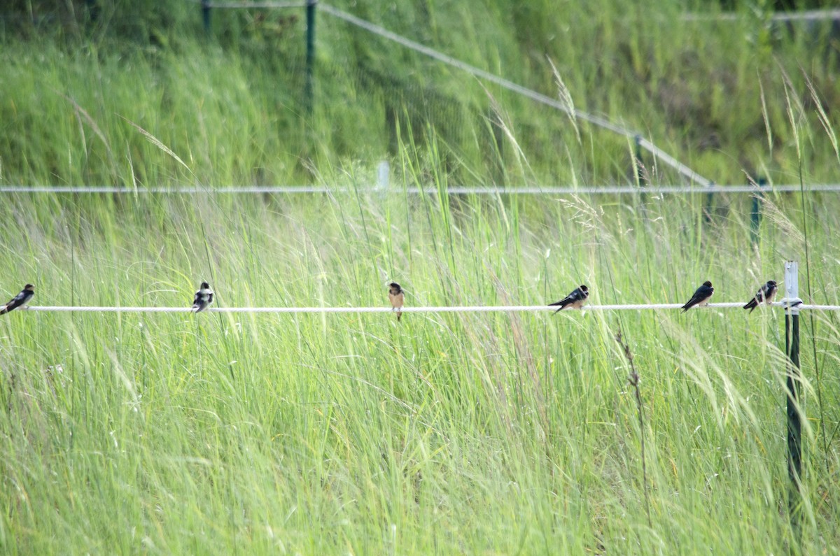 Асрын хараацай - ML641874596