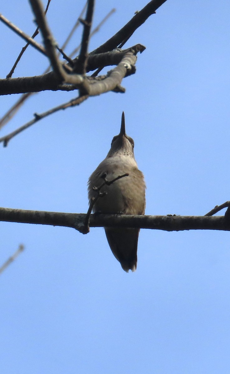 Ruby-throated Hummingbird - ML641874601
