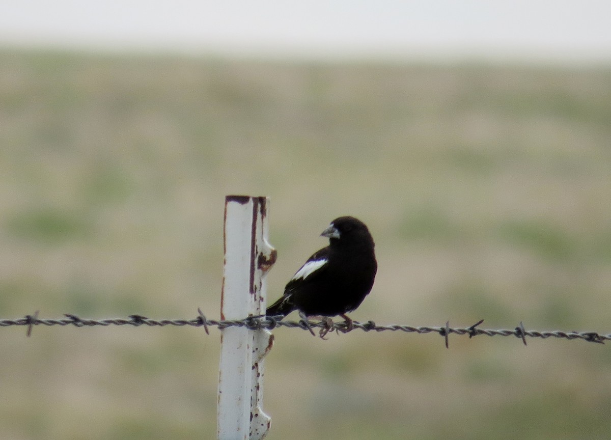 Lark Bunting - ML641874604