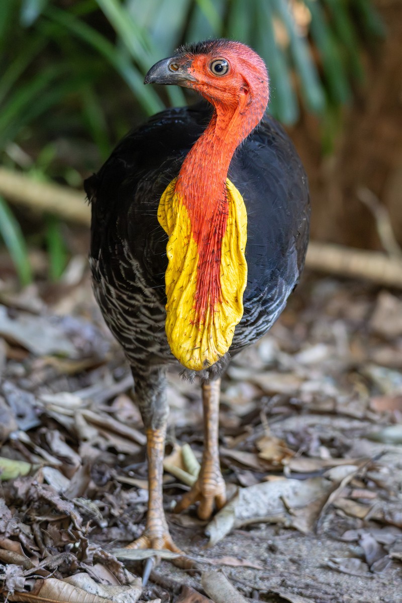 Australian Brushturkey - ML641874631