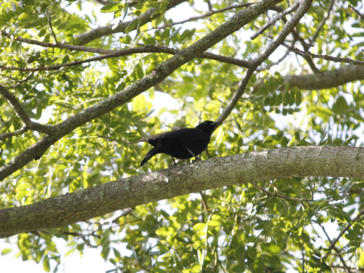 Cuban Blackbird - ML641874634