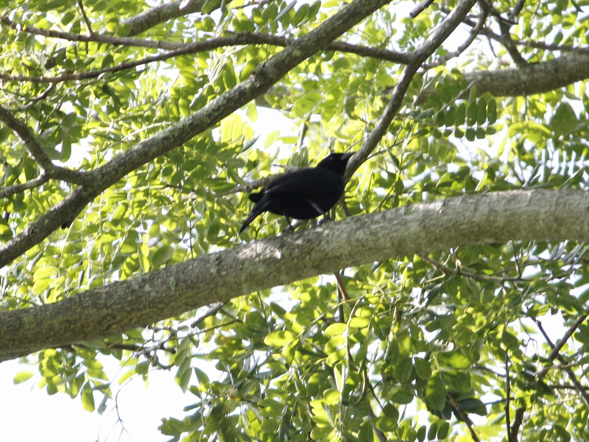 Cuban Blackbird - ML641874635