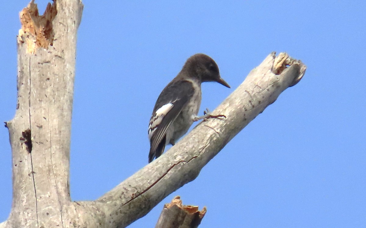 Red-headed Woodpecker - ML641874653