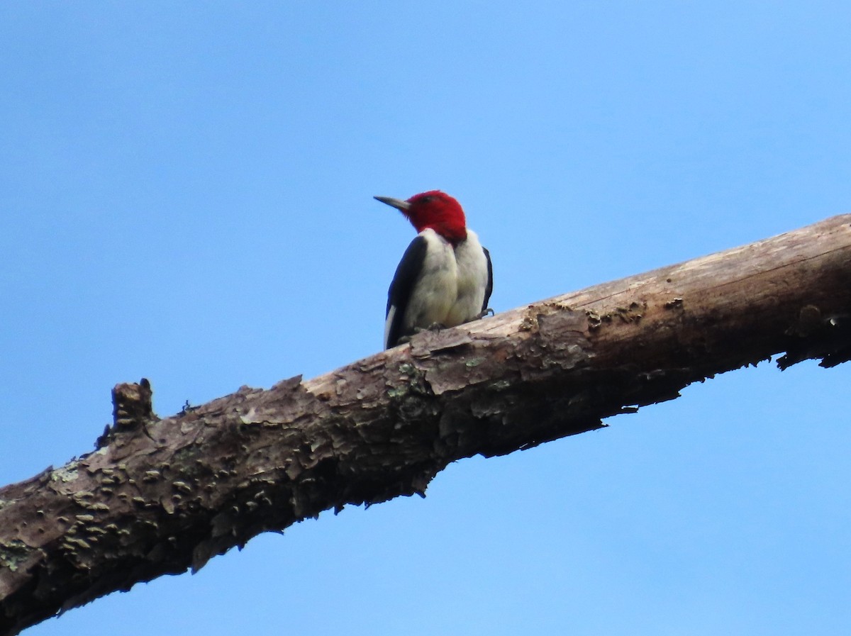 Red-headed Woodpecker - ML641874654