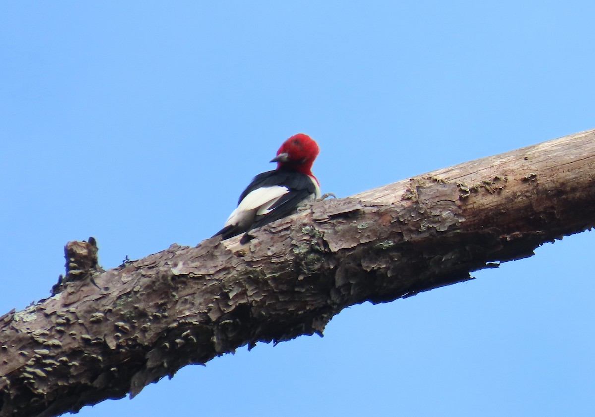 Red-headed Woodpecker - ML641874655