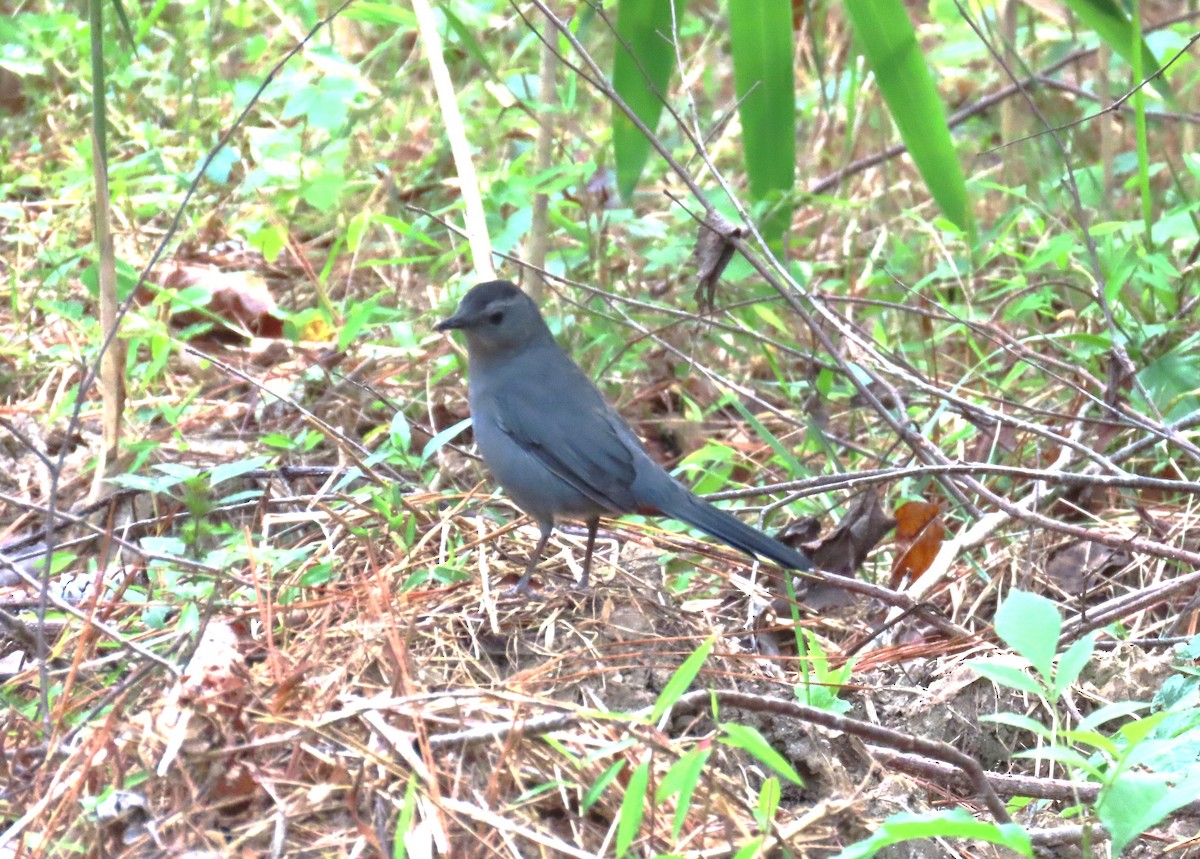 Gray Catbird - ML641874686