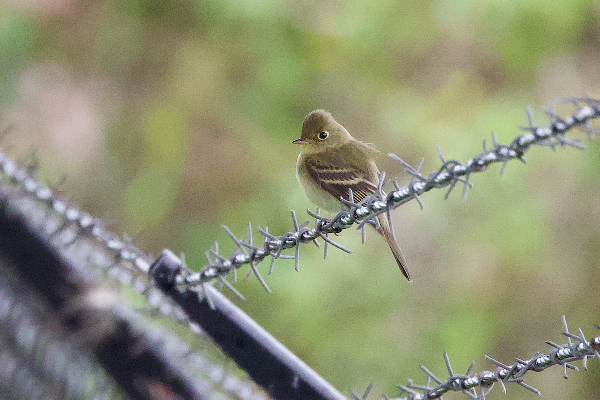 Western Flycatcher - ML641874694