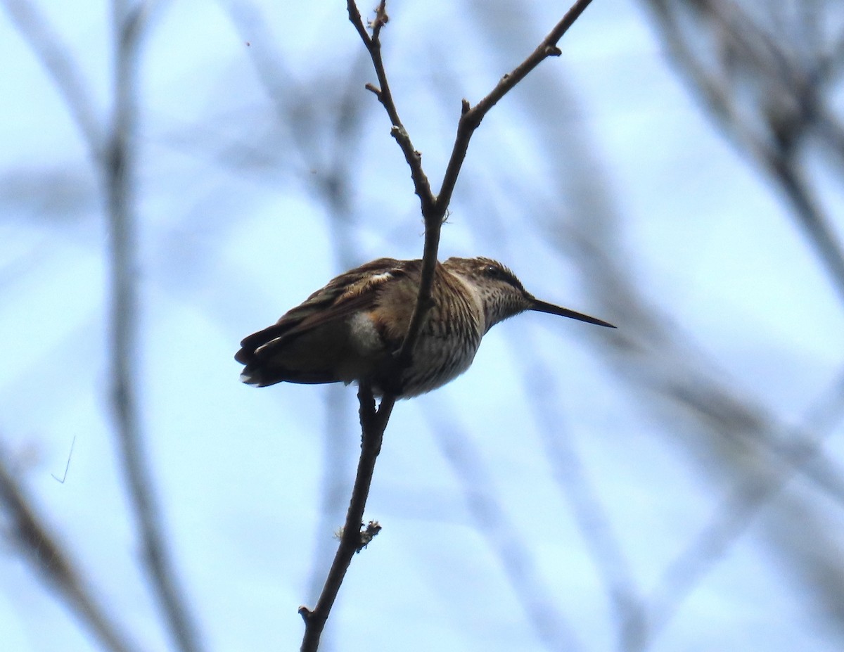 Ruby-throated Hummingbird - ML641874728