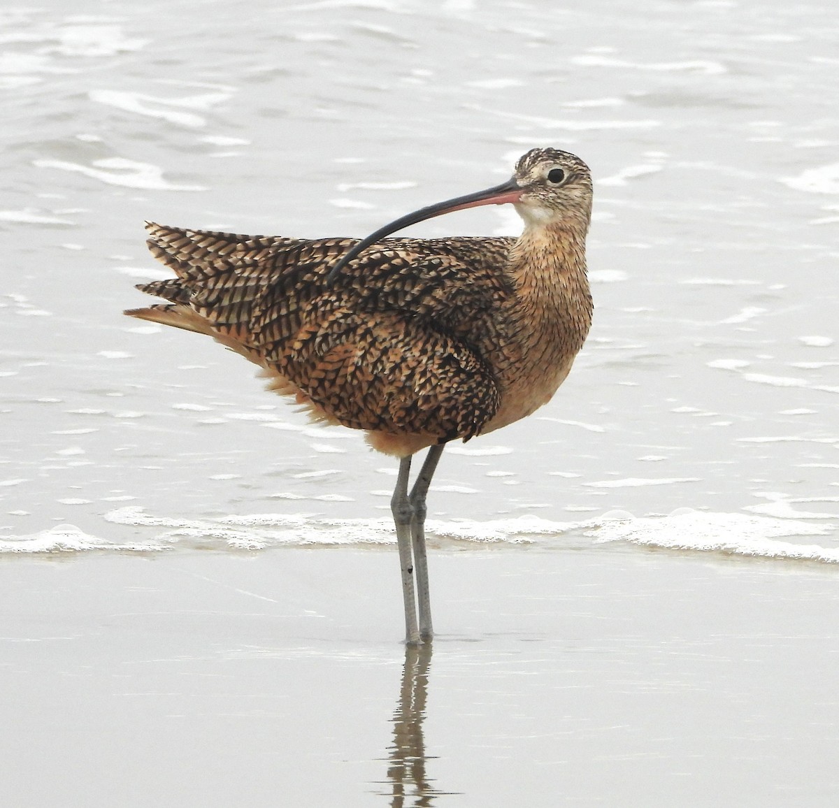 Long-billed Curlew - ML641874732