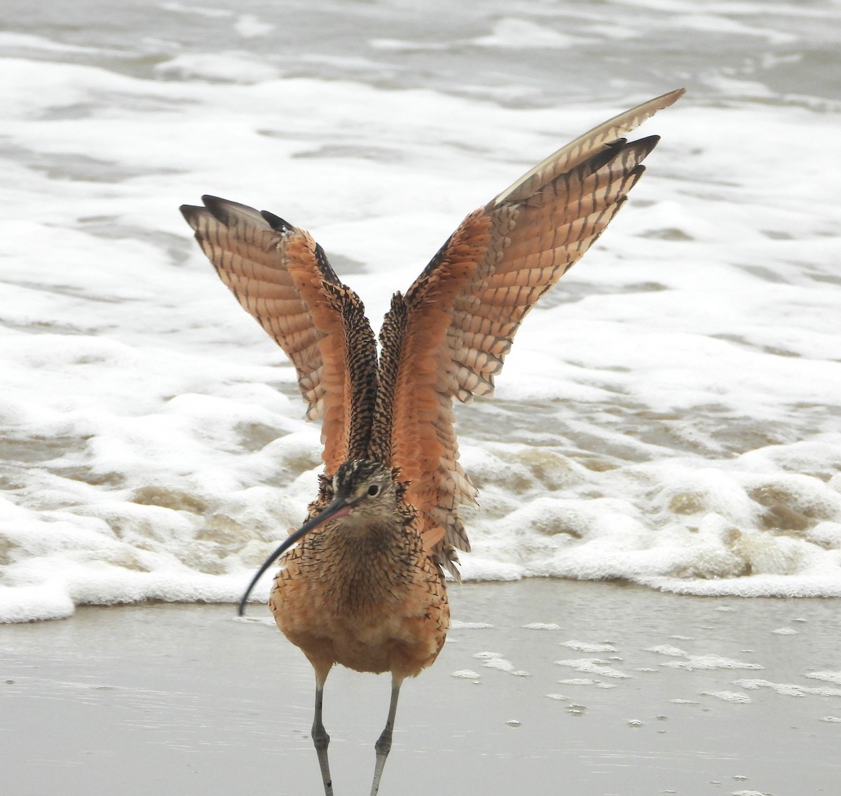 Long-billed Curlew - ML641874733