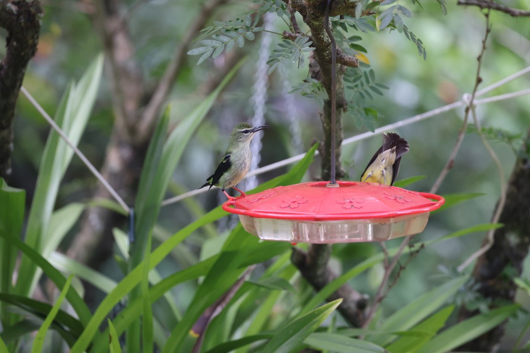 Red-legged Honeycreeper - ML641874735