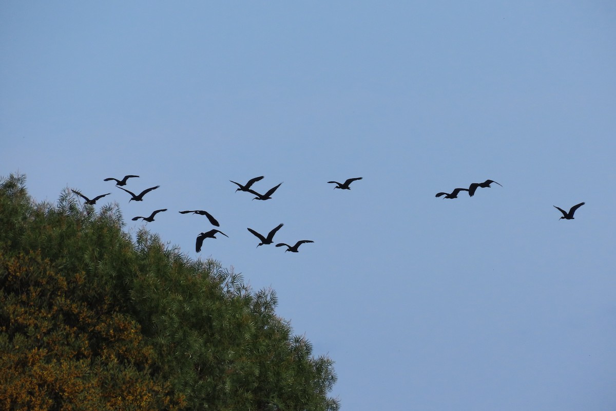 Bare-faced Ibis - ML641874744