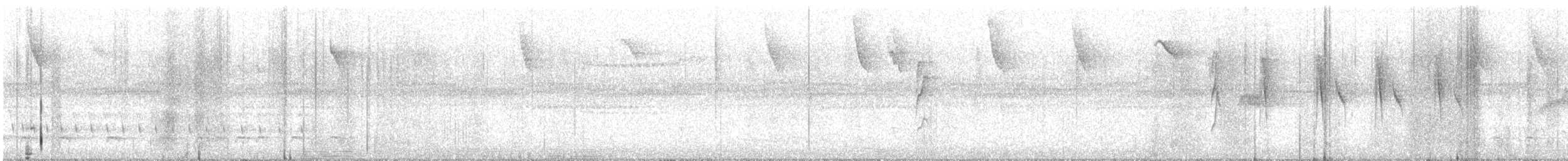 White-throated Spadebill - ML641874772