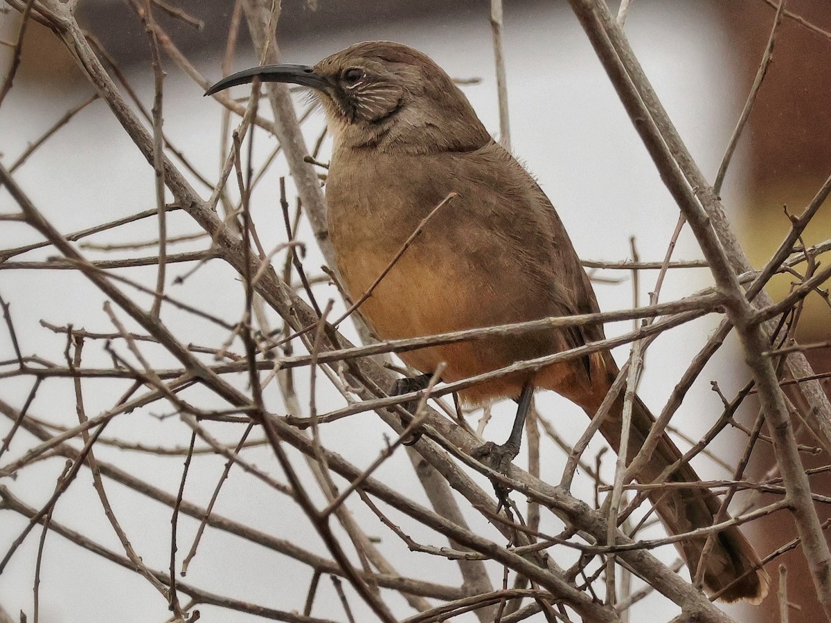 California Thrasher - ML641874789