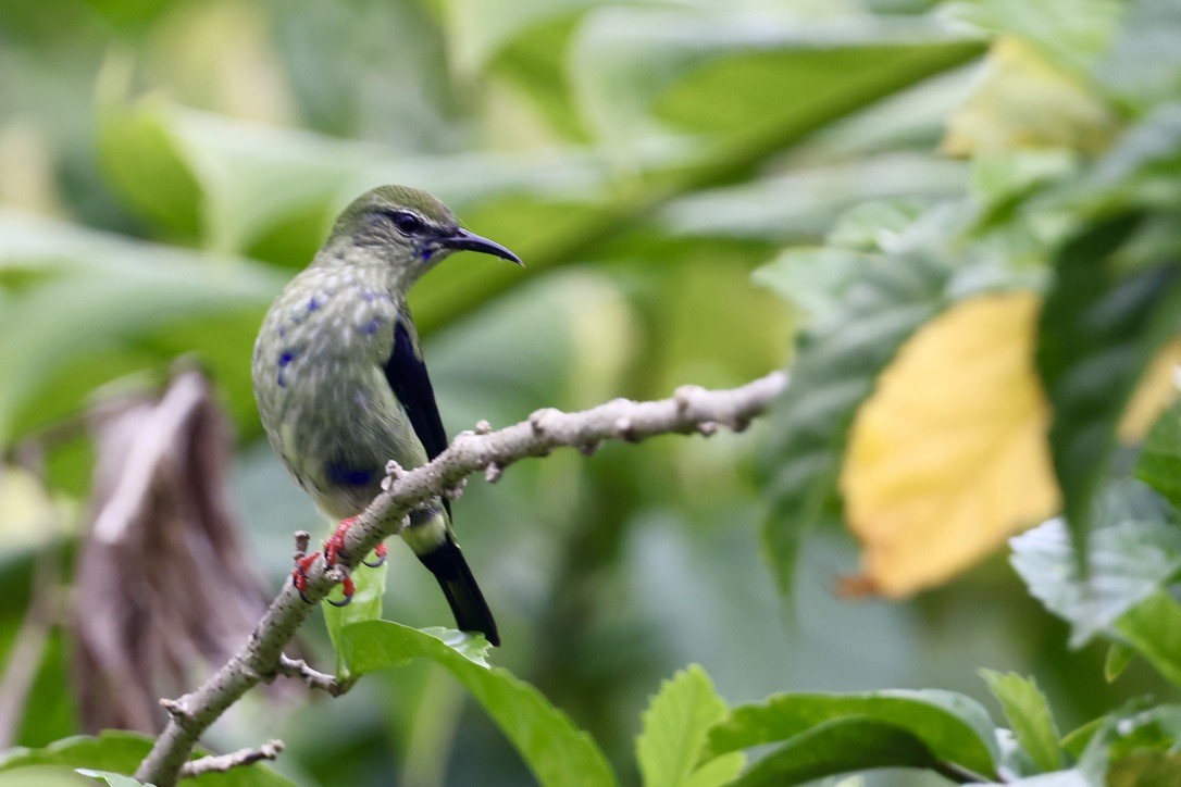 Red-legged Honeycreeper - ML641874797