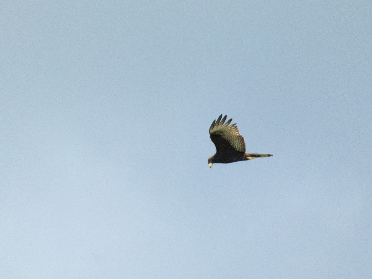 Zone-tailed Hawk - ML641874803