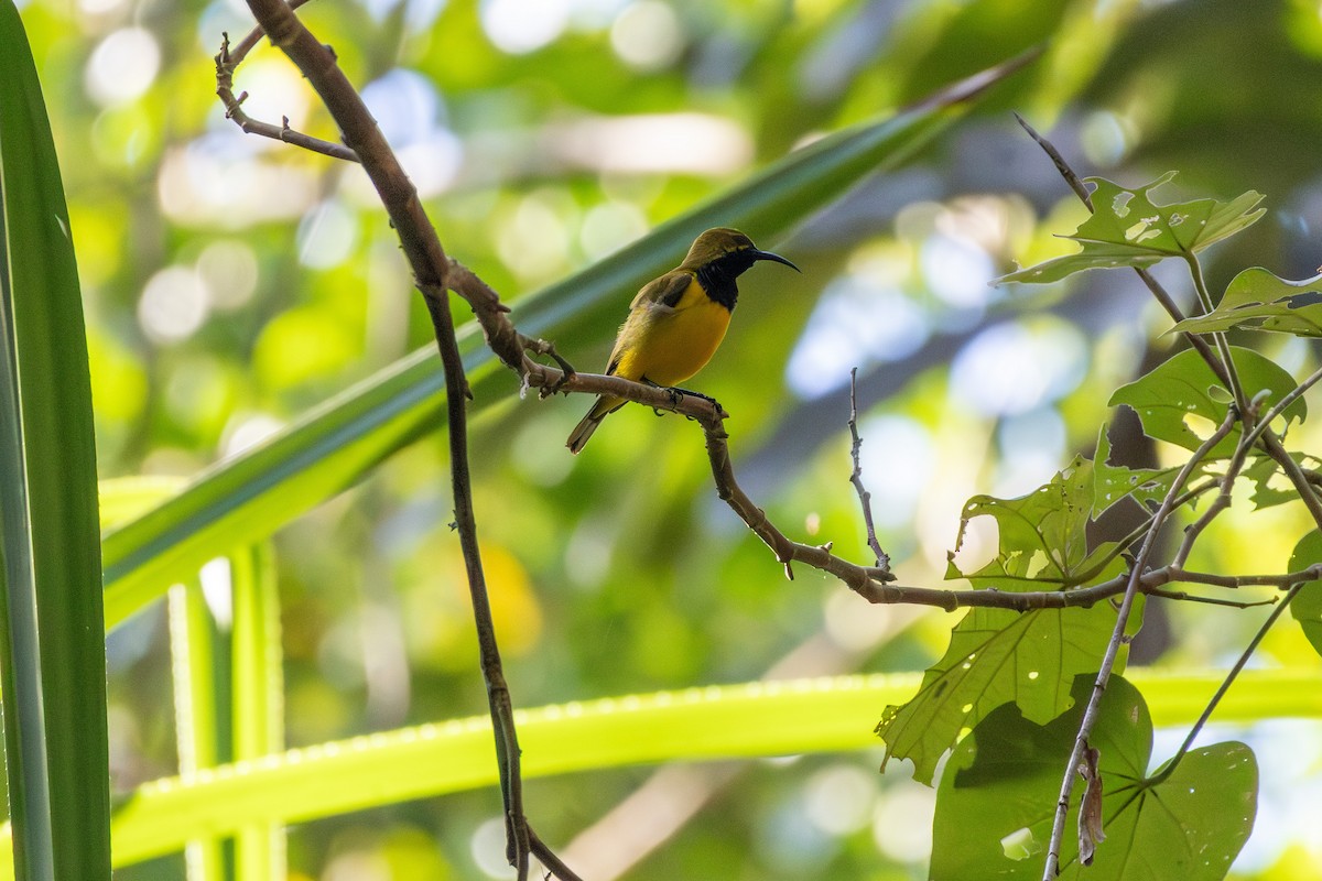 Sahul Sunbird - ML641874816