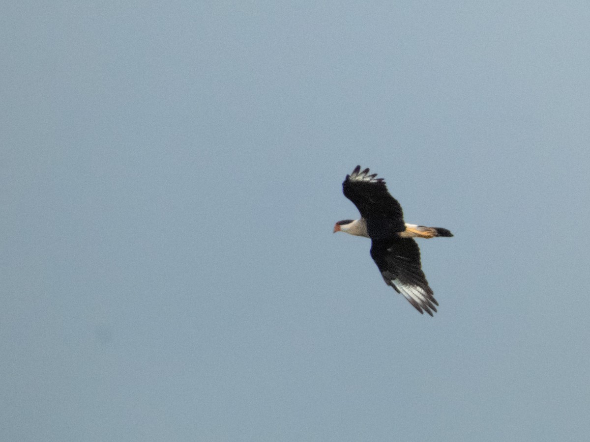 Crested Caracara - ML641874818