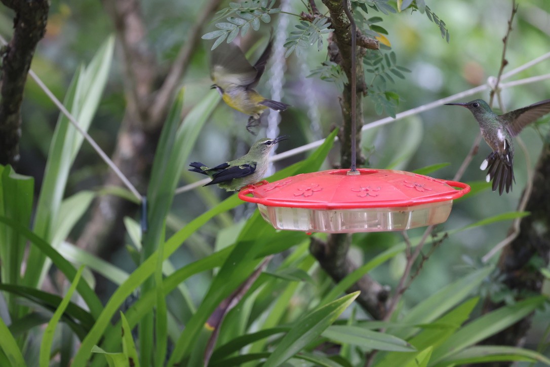 Red-legged Honeycreeper - ML641874824